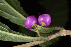 Callicarpa randaiensis