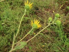 Helianthus silphioides
