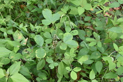 Crotalaria pallida