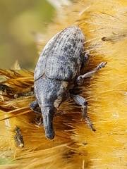 Larinus pollinis