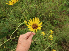 Helianthus silphioides