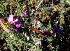 Polygala garcinii