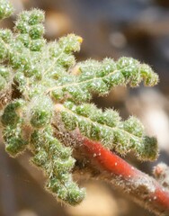 Commersonia densiflora