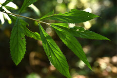 Callicarpa randaiensis