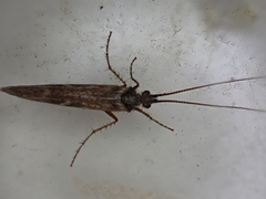 Limnephilus