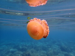 Cotylorhiza tuberculata