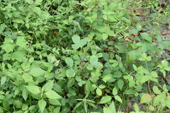 Crotalaria pallida