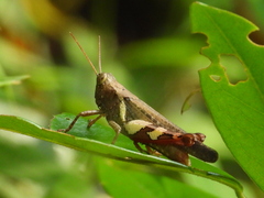 Xenocatantops humilis