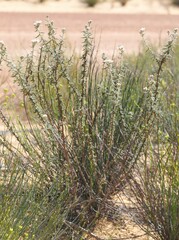 Commersonia densiflora