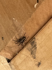 Herpyllus ecclesiasticus