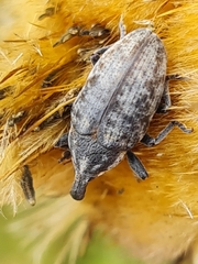 Larinus pollinis
