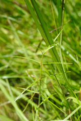 Scleromitrion brachypodum
