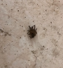 Filistata insidiatrix