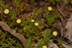 Cotula coronopifolia