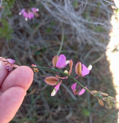 Polygala garcinii