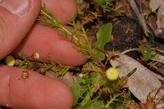 Cotula coronopifolia