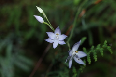 Thelymitra fragrans