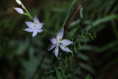 Thelymitra fragrans