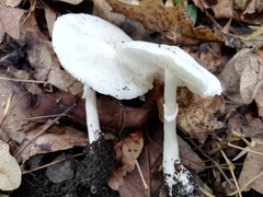 Lepiota erminea