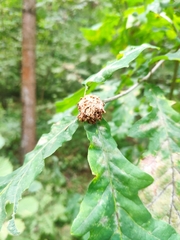 Andricus foecundatrix