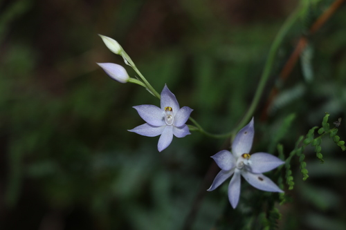 Image of Thelymitra fragrans by (c) Greg Tasney, some rights reserved (CC BY-SA)