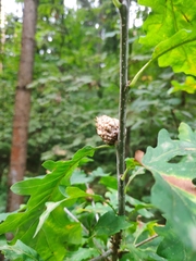 Andricus foecundatrix