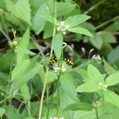 Phimenes flavopictus