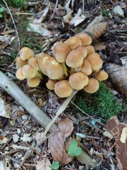 Kuehneromyces mutabilis