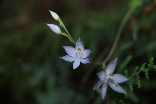 Image of Thelymitra fragrans by (c) Greg Tasney, some rights reserved (CC BY-SA)