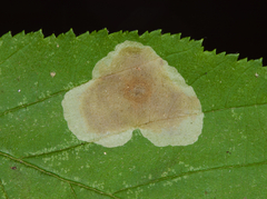 Cameraria corylisella