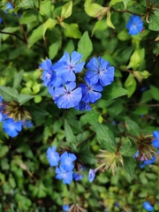 Ceratostigma plumbaginoides