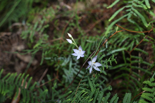 Image of Thelymitra fragrans by (c) Greg Tasney, some rights reserved (CC BY-SA)