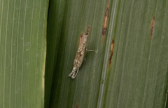 Culladia hastiferalis