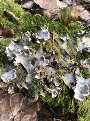 Peltigera canina