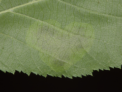 Cameraria corylisella