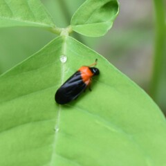Phymatostetha deschampsi