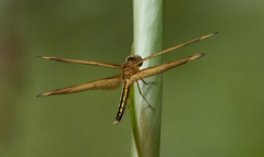 Neurothemis