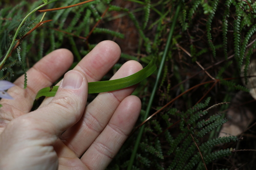Image of Thelymitra fragrans by (c) Greg Tasney, some rights reserved (CC BY-SA)