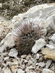 Hamatocactus hamatacanthus hamatacanthus