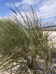 Ammophila arenaria