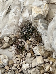 Hamatocactus hamatacanthus hamatacanthus