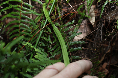 Image of Thelymitra fragrans by (c) Greg Tasney, some rights reserved (CC BY-SA)