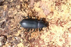 Menephilus cylindricus
