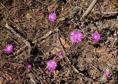 Drosanthemum ambiguum