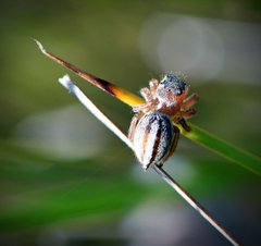 Maratus scutulatus