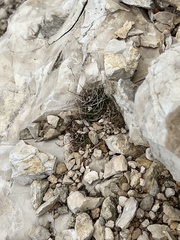 Hamatocactus hamatacanthus hamatacanthus