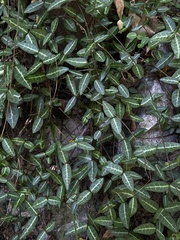 Trachelospermum jasminoides