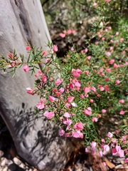 Boronia ledifolia