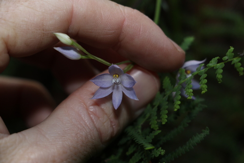 Image of Thelymitra fragrans by (c) Greg Tasney, some rights reserved (CC BY-SA)