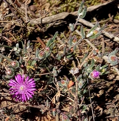 Drosanthemum ambiguum